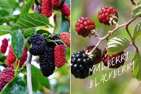 mulberry vs burberry fruits|blackberry vs mulberry taste.